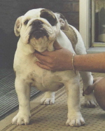 CH. Beefeater's Brass Knuckles